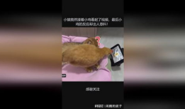 小鸡的视频,萌动瞬间大盘点